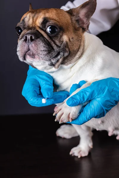 Medicina veterinária na pata ferida — Fotografia de Stock