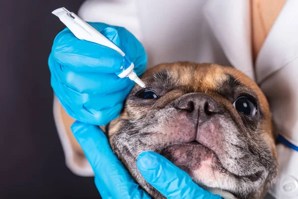 Medizin im Auge eines Hundes — Stockfoto