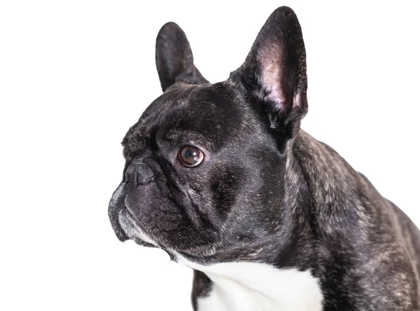 Portret van Franse bulldog — Stockfoto