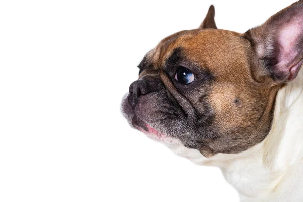 Portret van Franse bulldog — Stockfoto