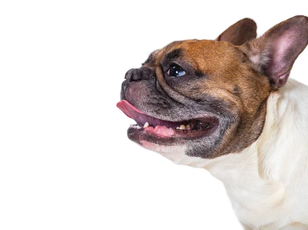 Retrato de bulldog francês — Fotografia de Stock