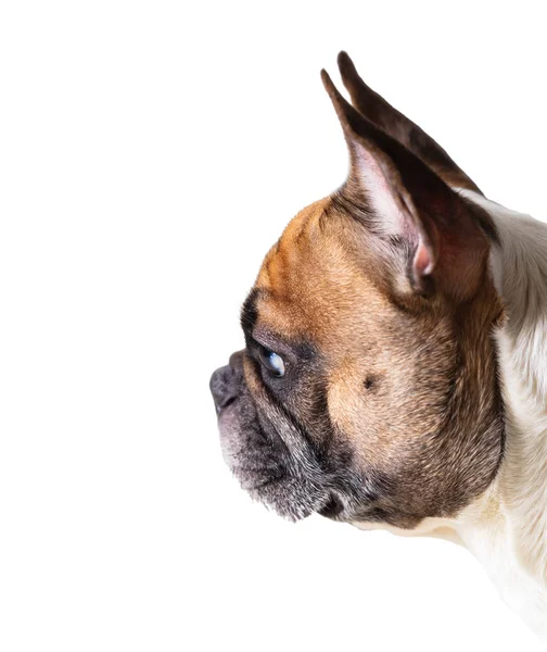 Portret van Franse bulldog — Stockfoto