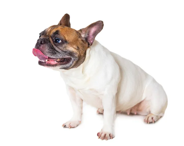 Fransk bulldog ras hund — Stockfoto