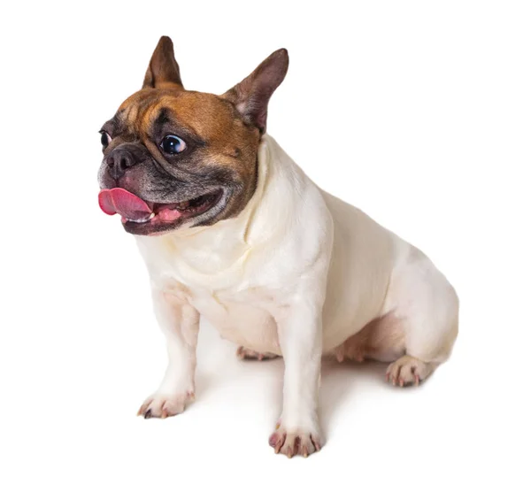 Francês Bulldog Raça cão — Fotografia de Stock