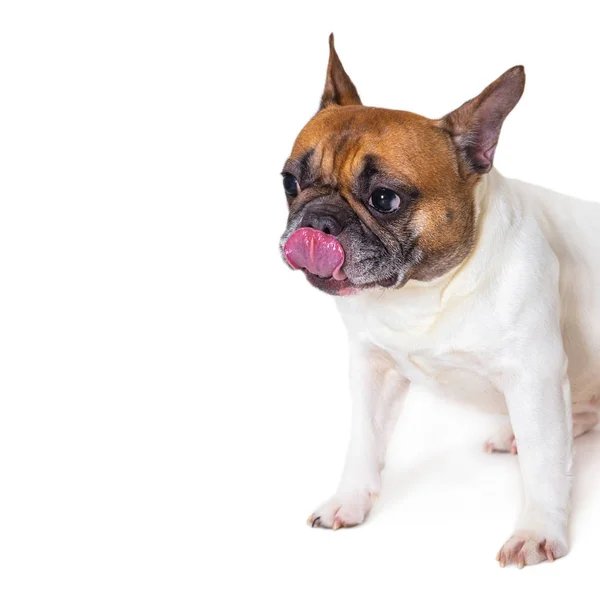French bulldog breed dog — Stock Photo, Image