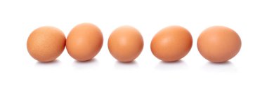 tavuk yumurta portre 