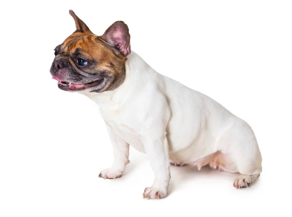 Cane di razza Bulldog francese — Foto Stock