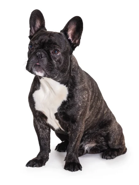 Fransk bulldog ras hund — Stockfoto