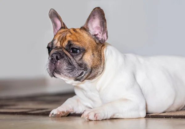 Cane di razza Bulldog francese — Foto Stock
