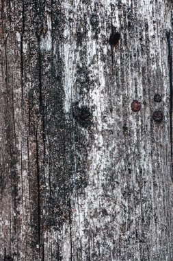 Eski ahşap doku yakın çekim