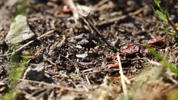 Moving Ants Close Wildlife Insects — Stock Video