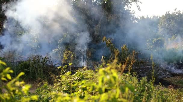 Feu Forêt Nuage Fumée — Video