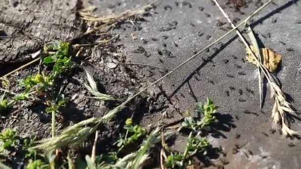 Hormigas Movimiento Cerca Insectos Vida Silvestre — Vídeo de stock