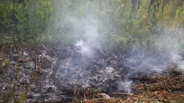 Лесной Пожар Облако Дыма — стоковое видео