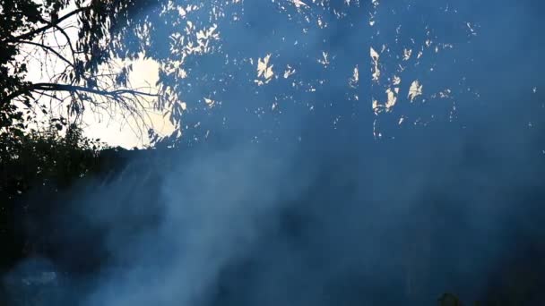 Feu Forêt Nuage Fumée — Video