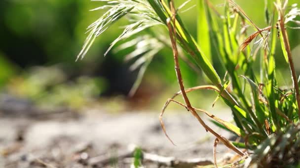 Ameisen Aus Nächster Nähe Wilde Insekten — Stockvideo