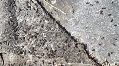 hareketli karıncalar yakın çekim, yaban hayatı böcekler