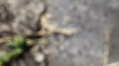 hareketli karıncalar yakın çekim, yaban hayatı böcekler