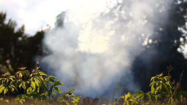 Лесной Пожар Облако Дыма — стоковое видео