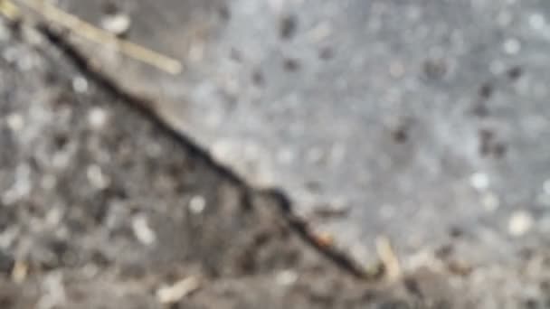 fourmis en mouvement gros plan, insectes sauvages 