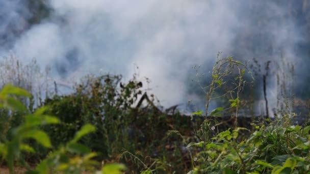 feu de forêt, nuage de fumée  