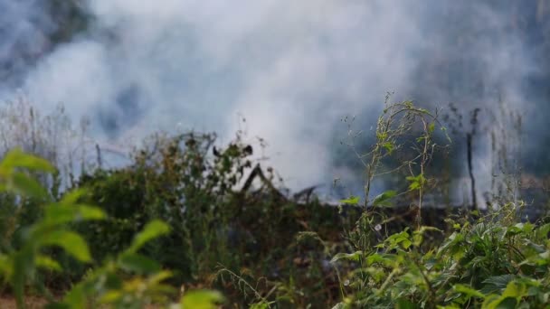 Fuego Salvaje Nube Humo — Vídeo de stock