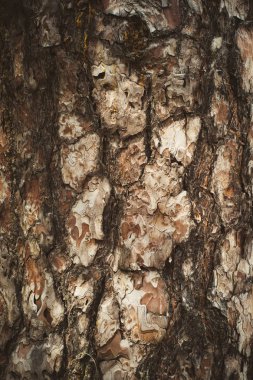 çam kabuğu doku closeup