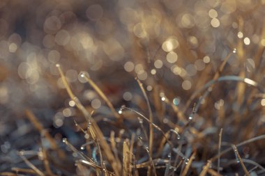 çiy damlaları closeup ile çim