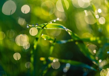 çiy damlaları closeup ile çim