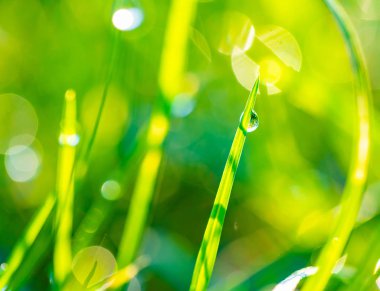 çiy damlaları closeup ile çim