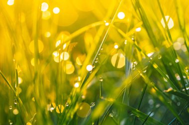 çiy damlaları closeup ile çim