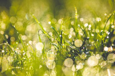 çiy damlaları closeup ile çim