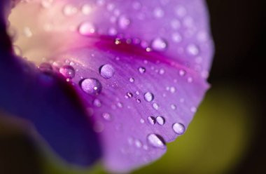bahçe bindweed çiçek closeup 