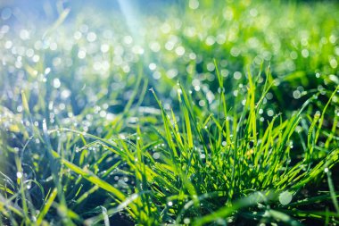 çiy damlaları closeup ile çim