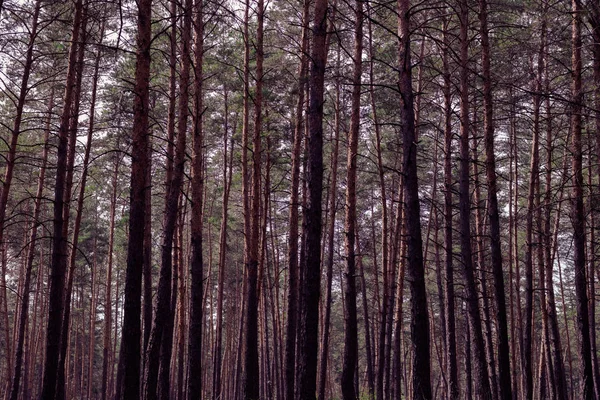 Venkovská krajina, borovicový les — Stock fotografie