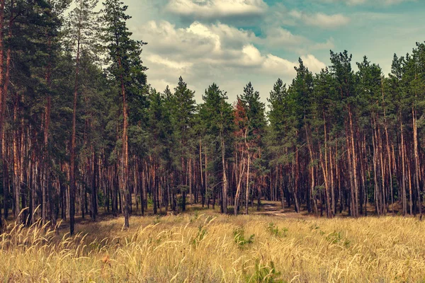 Sosnowy las w letni dzień — Zdjęcie stockowe