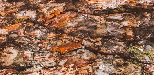 Pine bark texture closeup — Stock Photo, Image