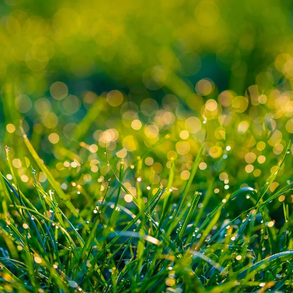 Grass with dew drops closeup — Stock Photo, Image