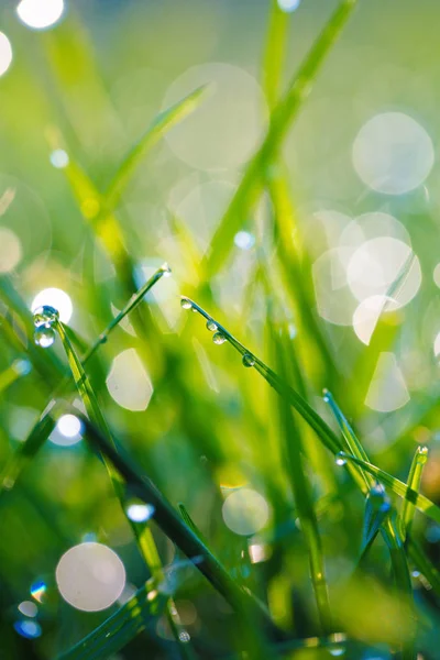 Herbe avec gouttes de rosée gros plan — Photo