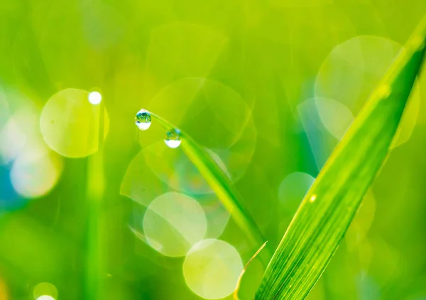 Gras mit Tautropfen Nahaufnahme — Stockfoto