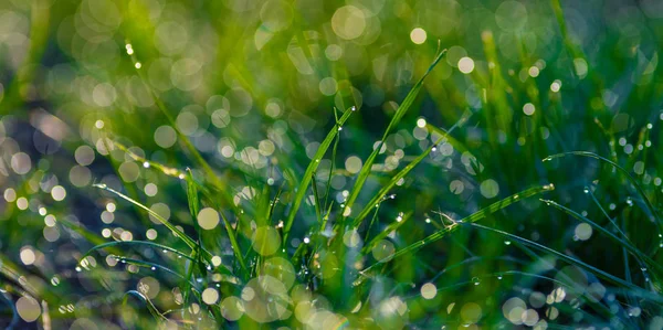 Hierba con gotas de rocío primer plano —  Fotos de Stock