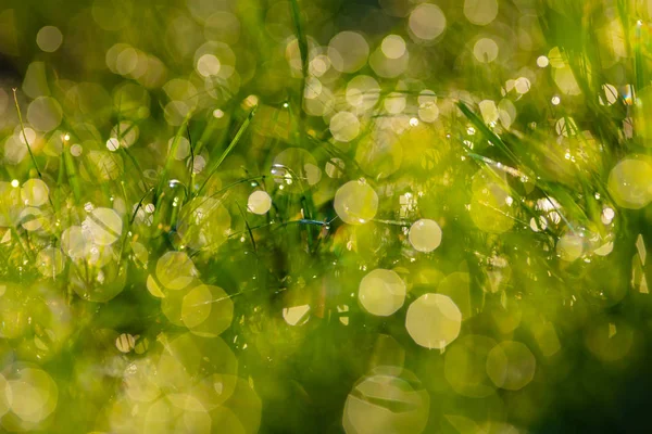 Gras mit Tautropfen Nahaufnahme — Stockfoto