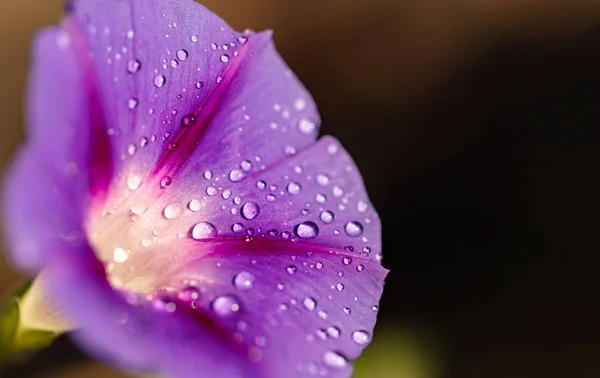 Garden bindweed flower closeup — Stock Photo, Image