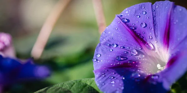 Jardim bindweed flor closeup — Fotografia de Stock