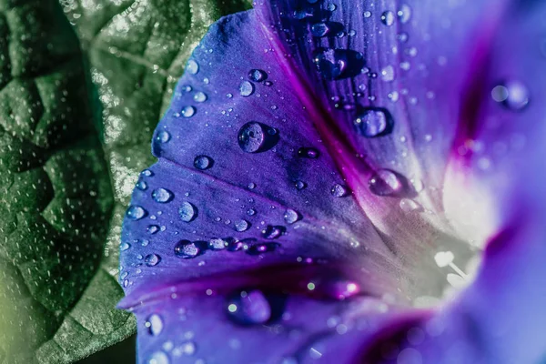 Tuin bindweed bloem close-up — Stockfoto