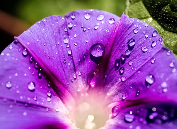 Puutarha Bindweed kukka lähikuva — kuvapankkivalokuva