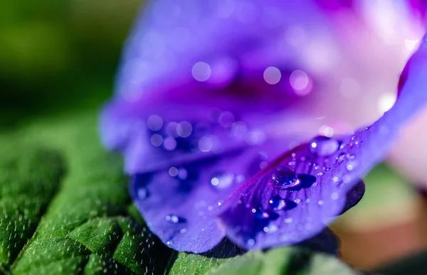 Garden bindweed flower closeup — Stock Photo, Image