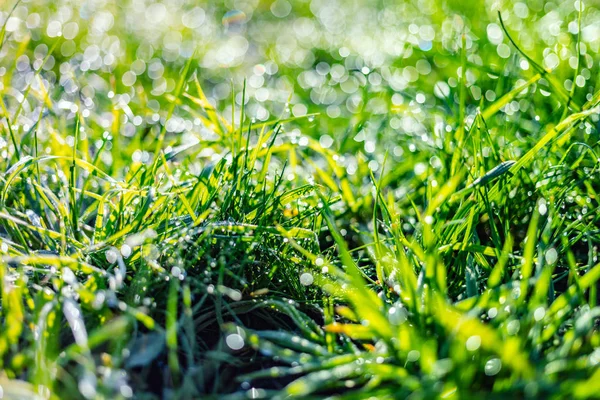 Grass with dew drops closeup — Stock Photo, Image