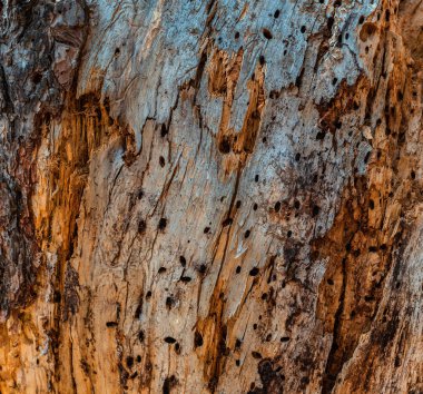 çam kabuğu doku closeup