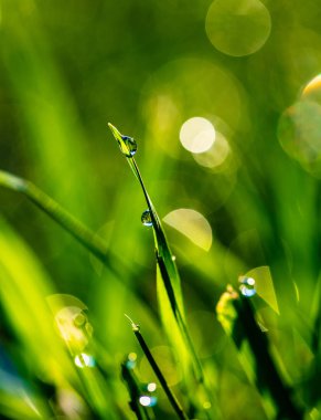 çiy damlaları closeup ile çim